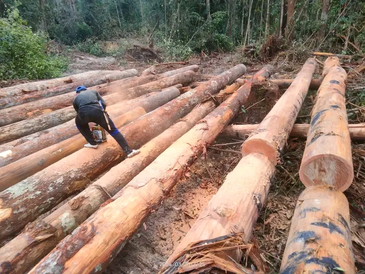 Timber logs and raw material preparation